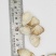 歪嘴妹贝壳工艺原料小贝壳，量大从优欢迎选购