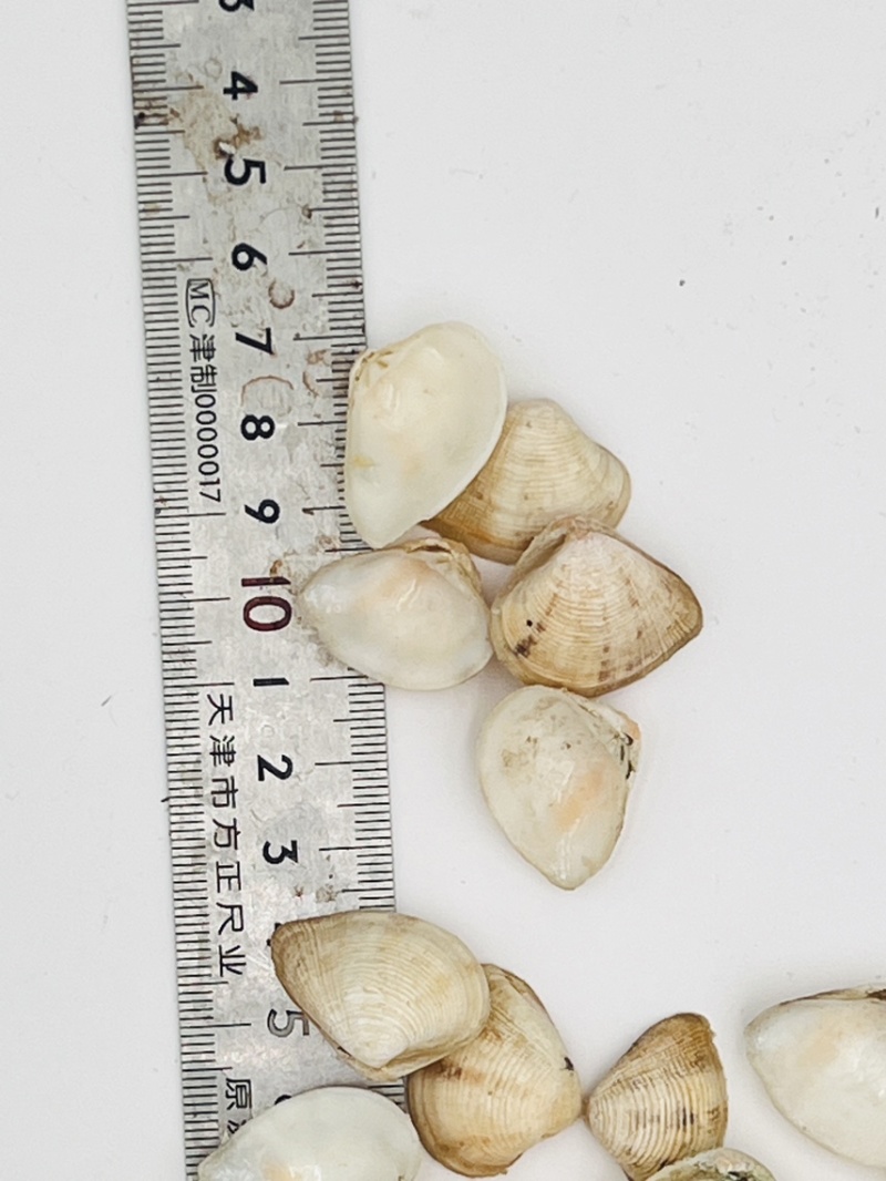 歪嘴妹贝壳工艺原料小贝壳，量大从优欢迎选购