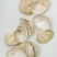 歪嘴妹贝壳工艺原料小贝壳，量大从优欢迎选购