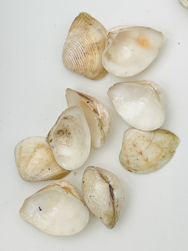 歪嘴妹贝壳工艺原料小贝壳，量大从优欢迎选购
