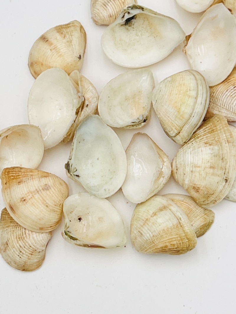歪嘴妹贝壳工艺原料小贝壳，量大从优欢迎选购