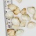 歪嘴妹贝壳工艺原料小贝壳，量大从优欢迎选购