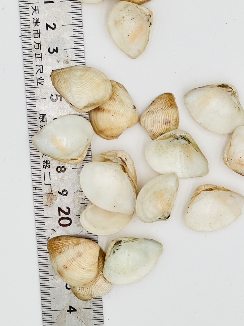 歪嘴妹贝壳工艺原料小贝壳，量大从优欢迎选购