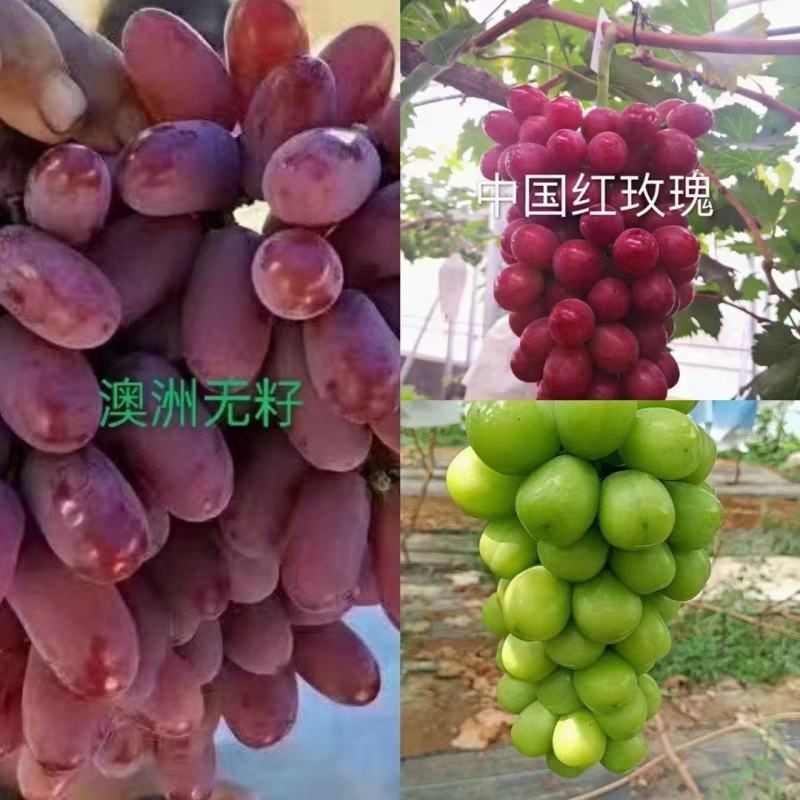 妮娜皇后阳光玫瑰黑美人巨峰红颜澳洲无籽嫁葡萄苗