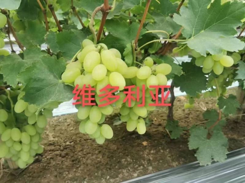 妮娜皇后阳光玫瑰黑美人巨峰红颜澳洲无籽嫁葡萄苗