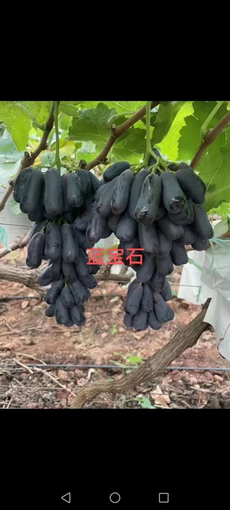妮娜皇后阳光玫瑰黑美人巨峰红颜澳洲无籽嫁葡萄苗