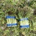 【精选】红尖叶莴笋一手货源品质保证价格实惠量大从优