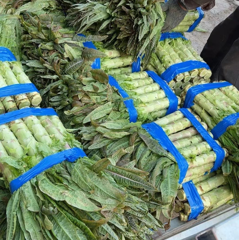红叶莴苣尖叶莴苣江苏尖莴苣盐城莴苣东台莴苣