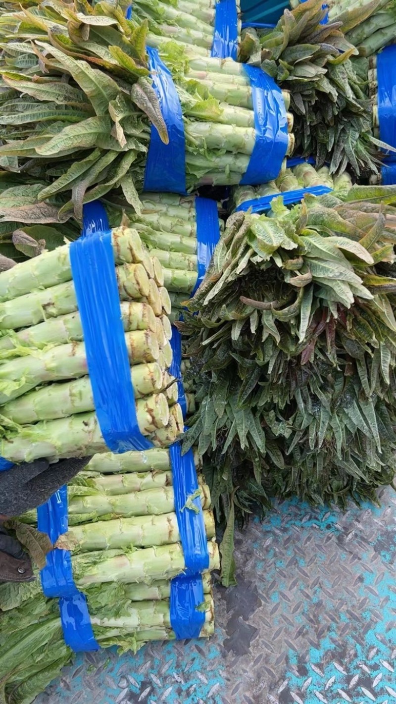 红叶莴苣尖叶莴苣江苏尖莴苣盐城莴苣东台莴苣