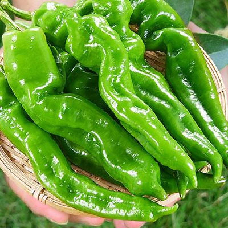 海南临高露天螺丝椒大量上市质量保障产地货源欢迎联系