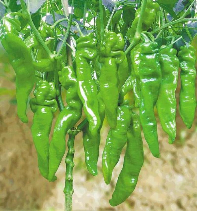 海南临高露天螺丝椒大量上市质量保障产地货源欢迎联系