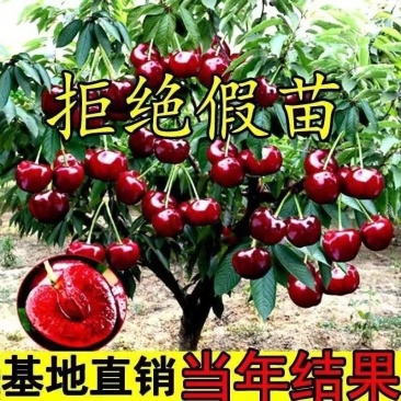 樱桃苗厘子树苗宾莹智利车厘子现挖现发包成活包结果