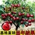 樱桃苗厘子树苗宾莹智利车厘子现挖现发包成活包结果