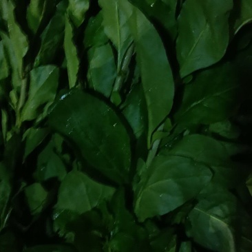 枸杞叶菜