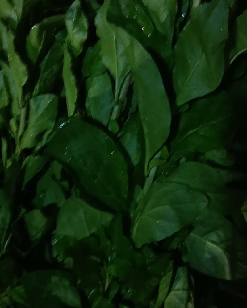 枸杞叶菜
