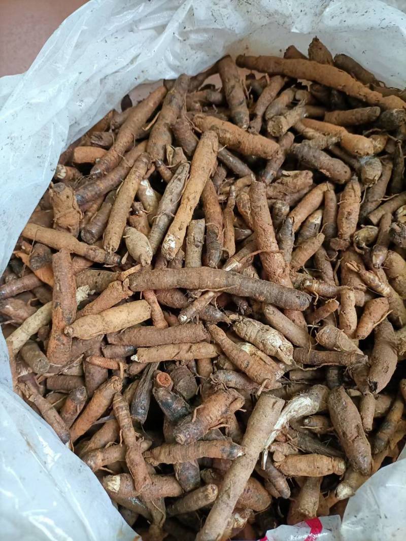 仙茅小棕根小叶品质保证量大从优