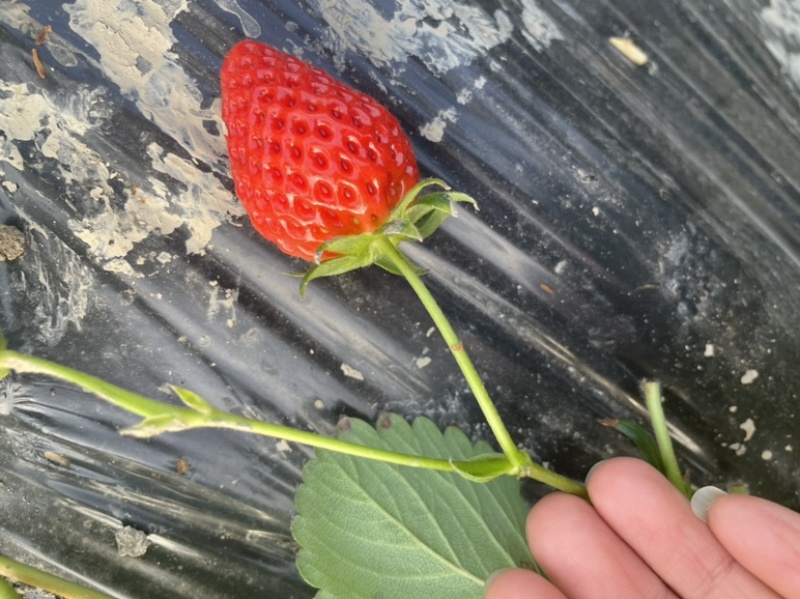 青浦白鹤有机草莓，现摘现发
