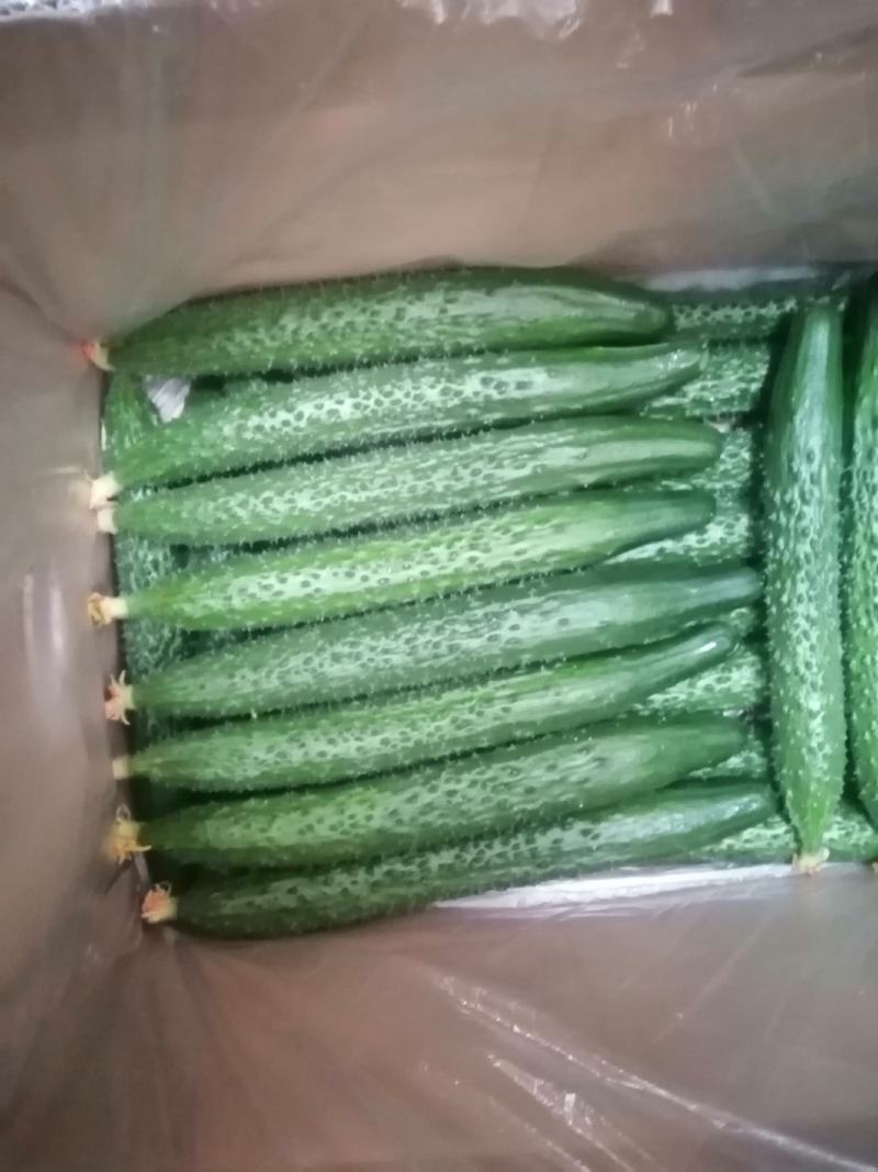 河南密刺黄瓜/现摘生吃黄瓜顶花带刺/一手货源全国供应