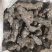 【猪苓】片.个，大货全检.中药材批发.质量保证规格齐