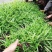 紫花宽叶白芨直播苗，苗龄一年