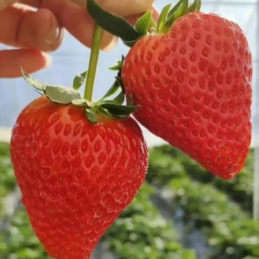 红颜草莓