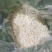 荔浦速冻马蹄粒马蹄丁饺子包子肉馅配料批发0.6统货