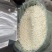 荔浦速冻马蹄粒马蹄丁饺子包子肉馅配料批发0.6统货