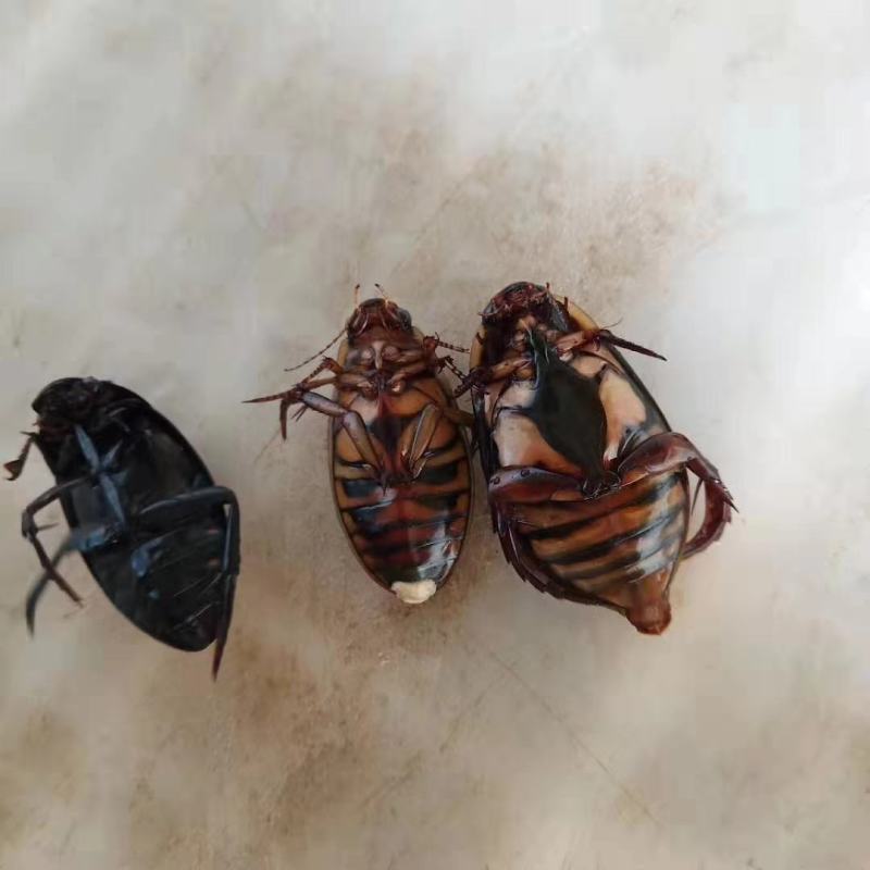 小金边龙虱