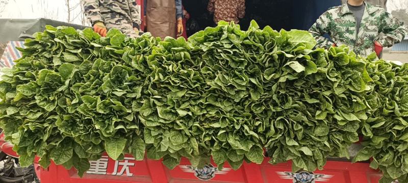 基地直供，青皮莴笋，新鲜的很哦。。