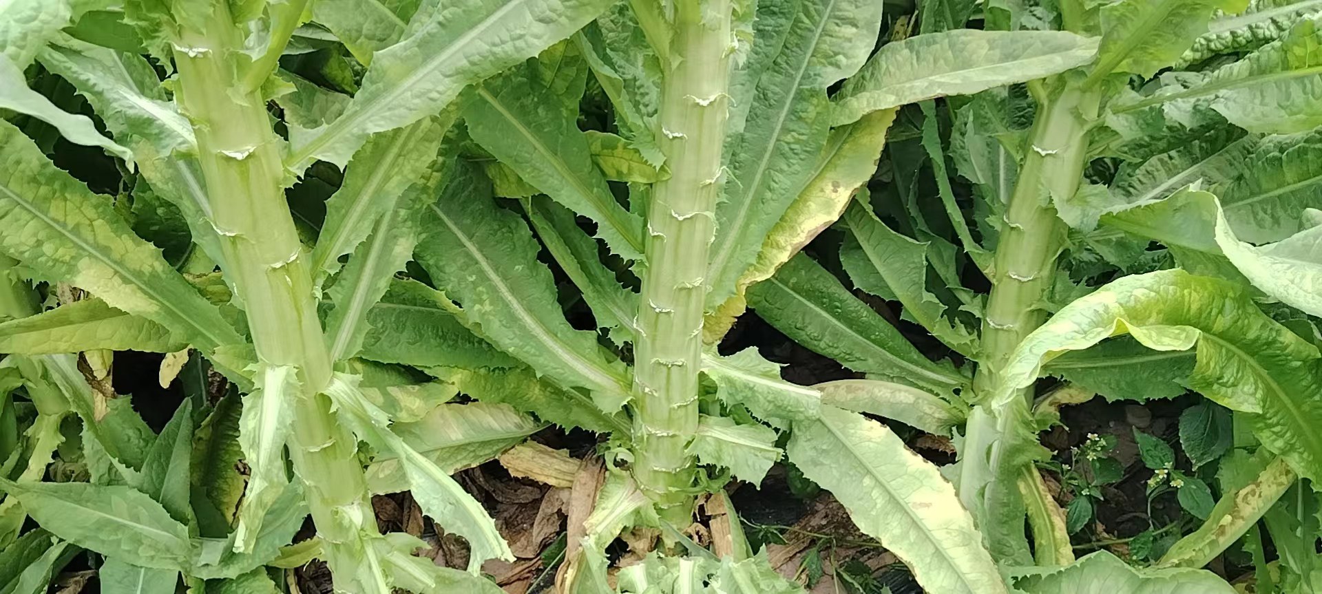 野莴苣开花状态近景