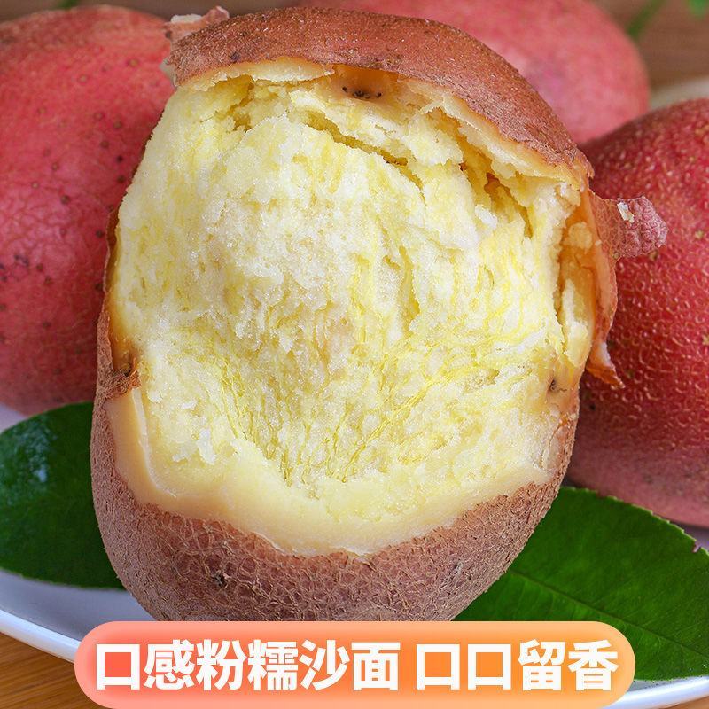 精品云南土豆合作88号洋芋现挖现发货源充足大量现货