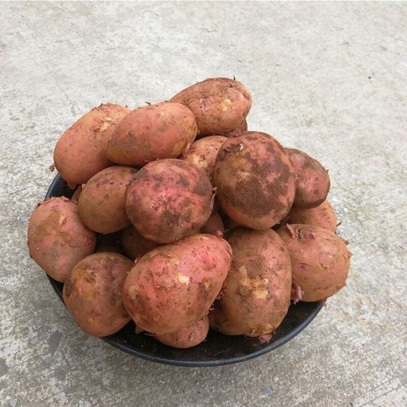 精品云南土豆合作88号洋芋现挖现发货源充足大量现货