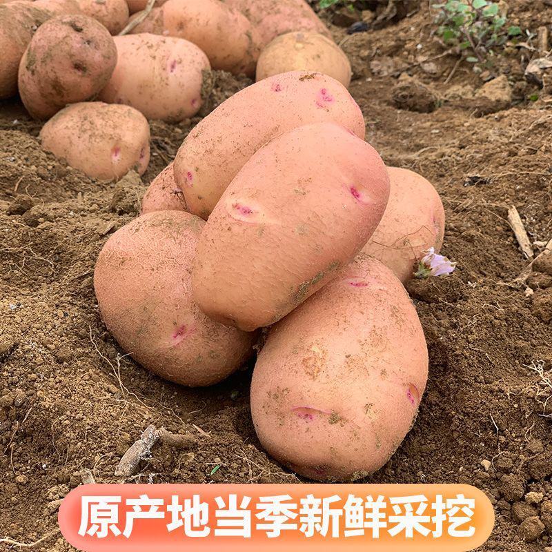 精品云南土豆合作88号洋芋现挖现发货源充足大量现货