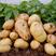 云南精品土豆，902黄皮洋芋货源充足大量现货上市