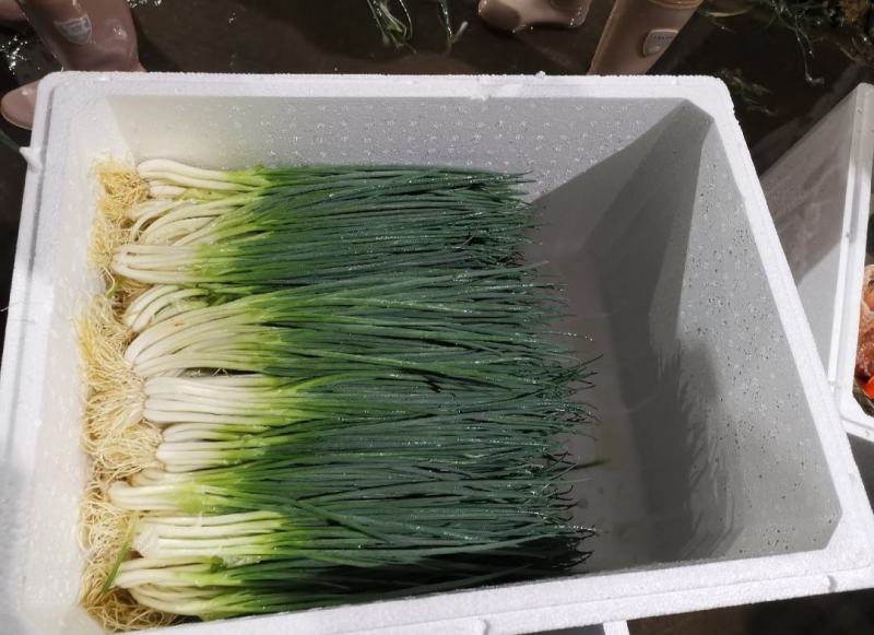 【精品】小葱产地直发一手货源，货源充足，实力代办