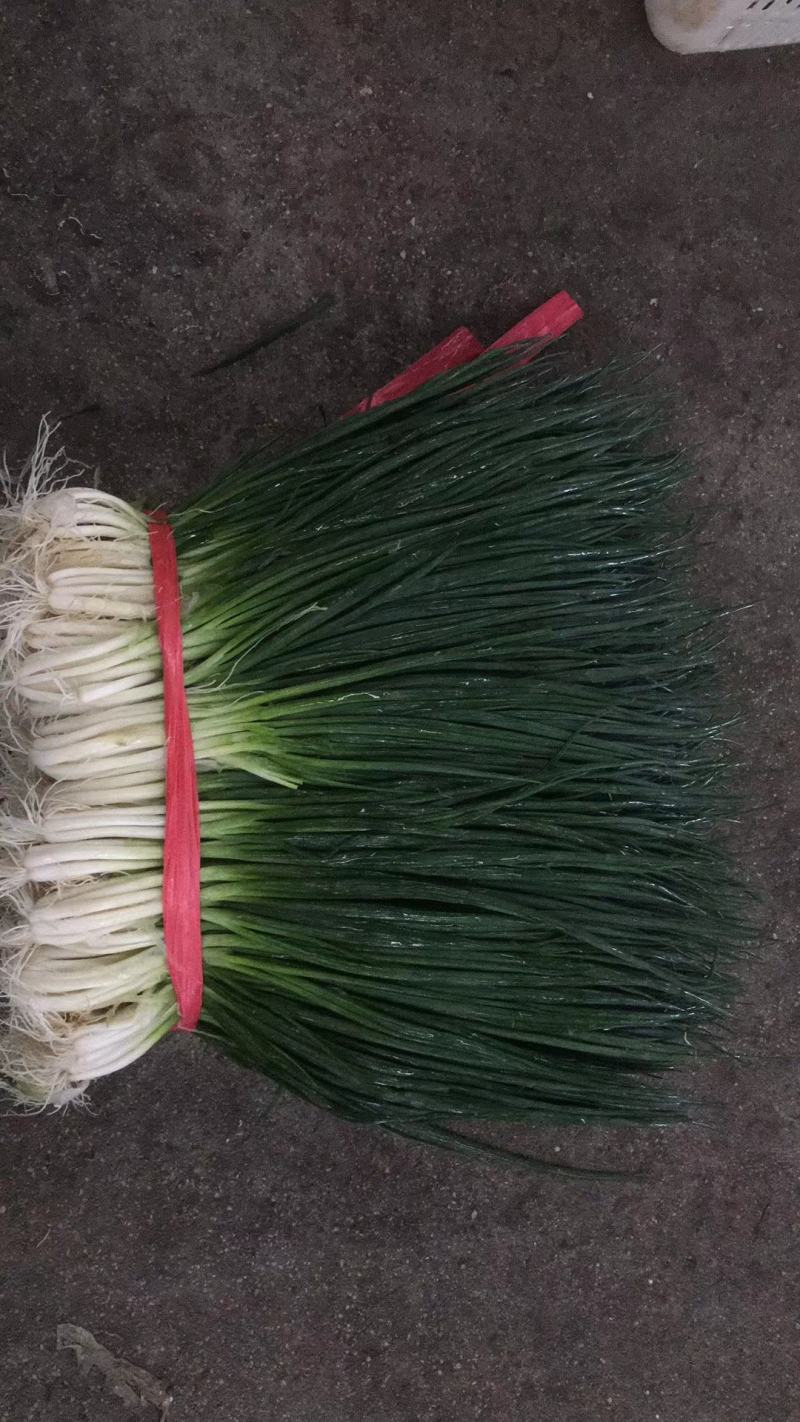 【精品】小葱产地直发一手货源，货源充足，实力代办