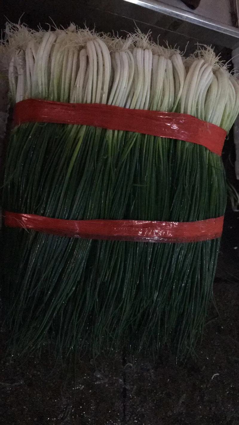 【精品】小葱产地直发一手货源，货源充足，实力代办