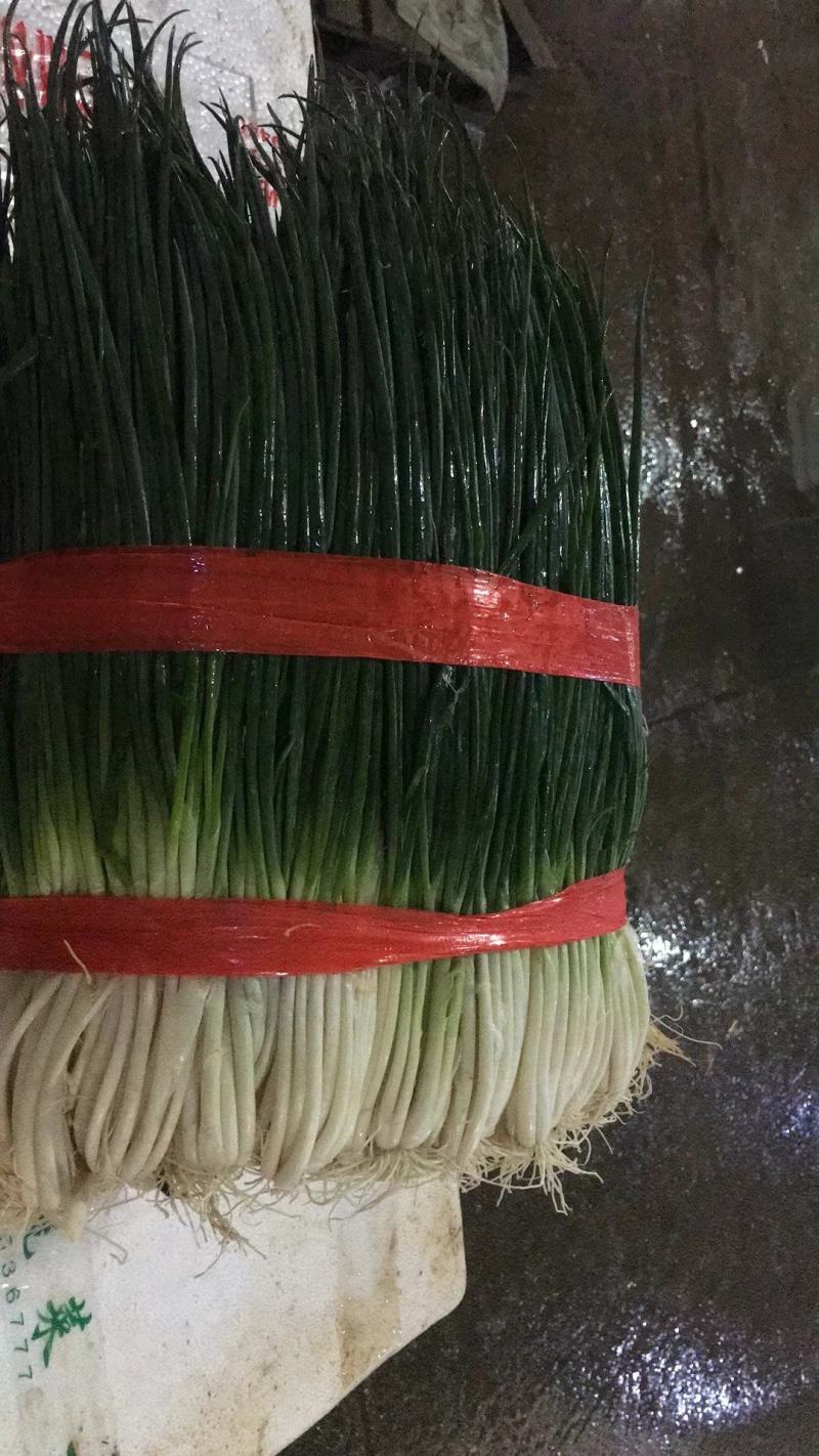 【精品】小葱产地直发一手货源，货源充足，实力代办