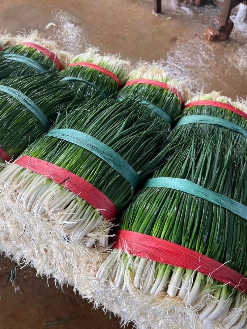 【精品】小葱产地直发一手货源，货源充足，实力代办