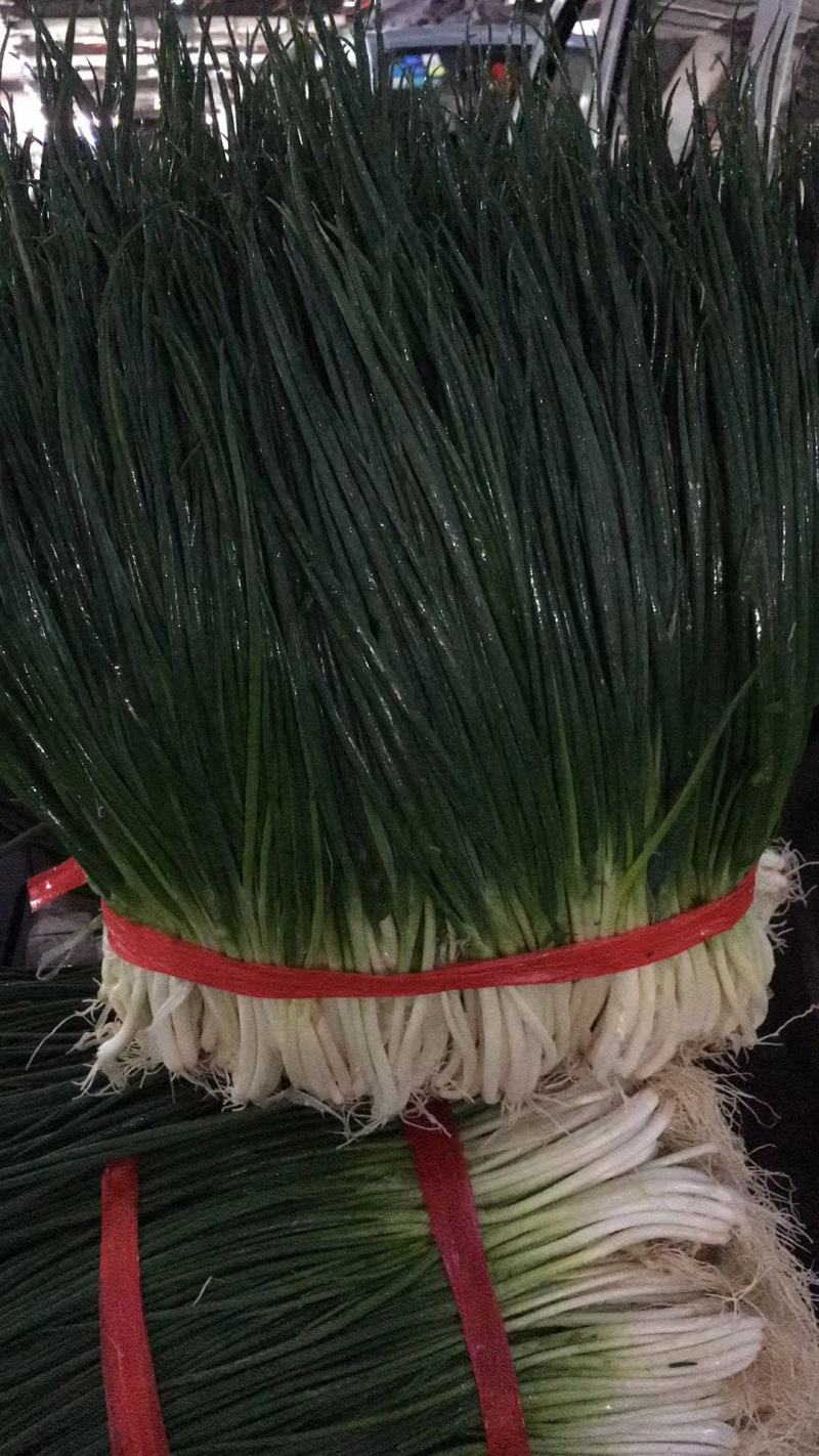 【精品】小葱产地直发一手货源，货源充足，实力代办