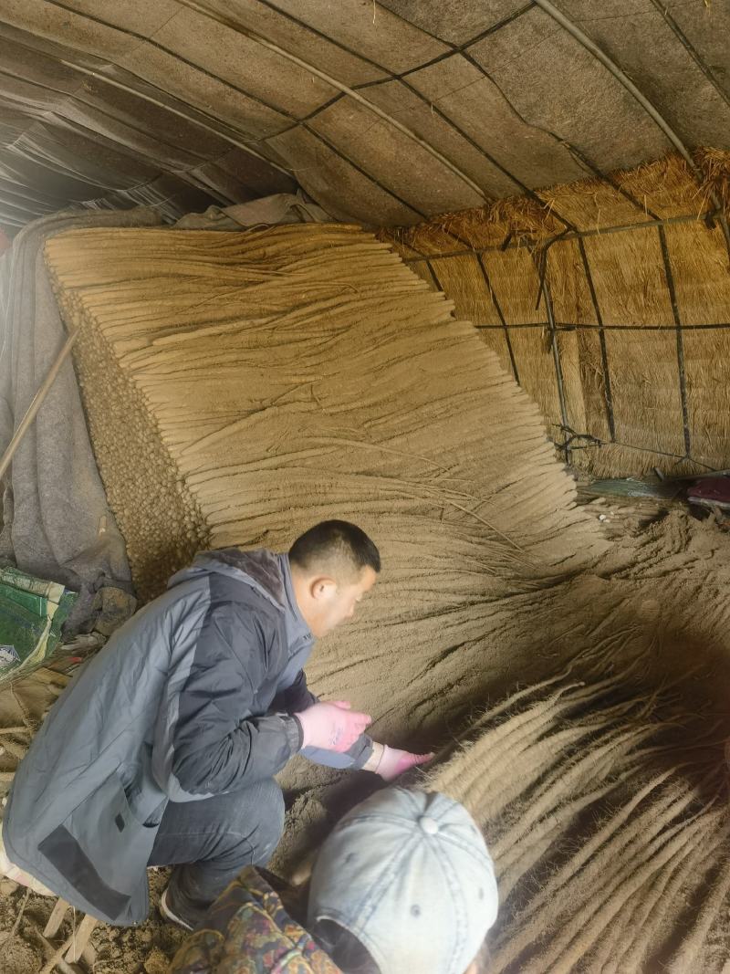 【实力】电商供应链河北山药铁棍山药欢迎来电咨询价格