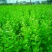 枸杞芽，枸杞芽菜，天精菜，甜菜头，基地货源