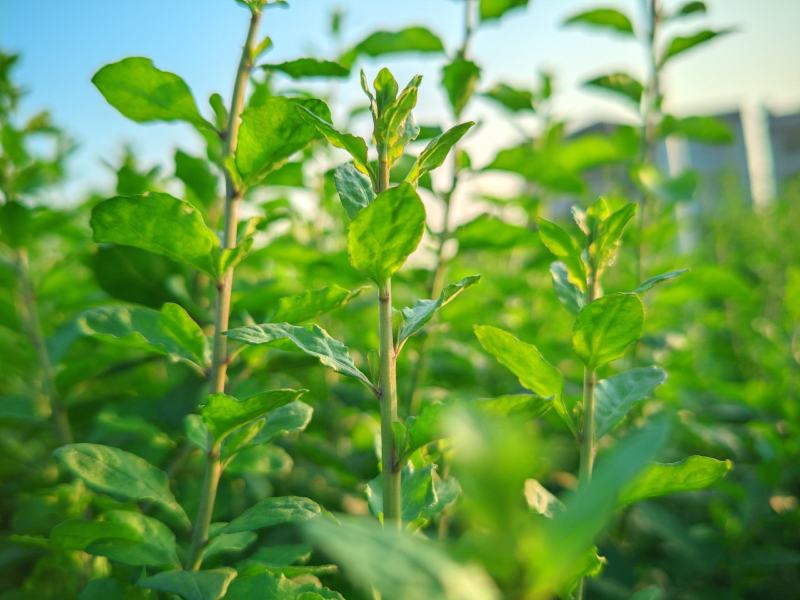 枸杞芽，枸杞芽菜，天精菜，甜菜头，基地货源
