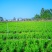 枸杞芽，枸杞芽菜，天精菜，甜菜头，基地货源