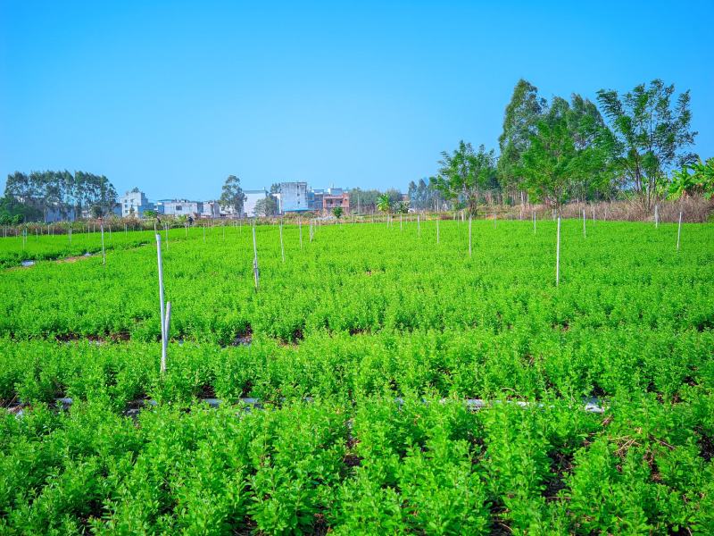枸杞芽，枸杞芽菜，天精菜，甜菜头，基地货源