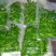 枸杞芽，枸杞芽菜，天精菜，甜菜头，基地货源