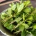 枸杞芽，枸杞芽菜，天精菜，甜菜头，基地货源
