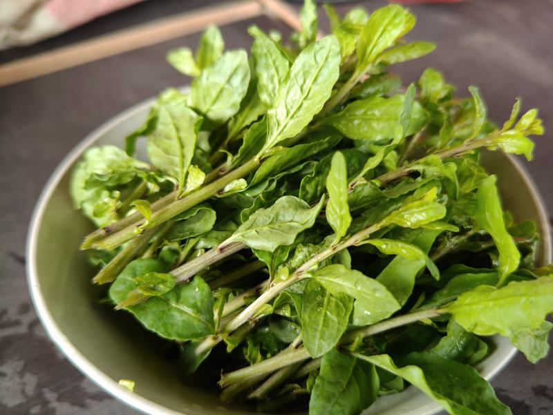 枸杞芽，枸杞芽菜，天精菜，甜菜头，基地货源