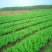 枸杞芽，枸杞芽菜，天精菜，甜菜头，基地货源