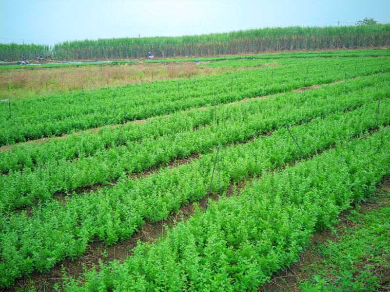 枸杞芽，枸杞芽菜，天精菜，甜菜头，基地货源